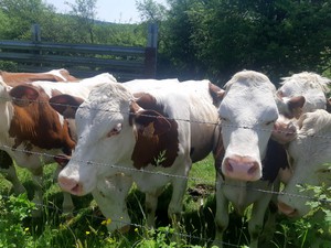 08_vache.jpeg